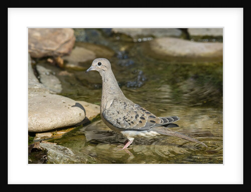 Mourning Dove by Anonymous