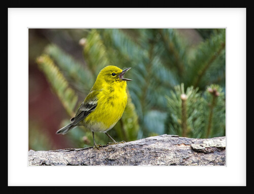 Pine Warbler by Anonymous