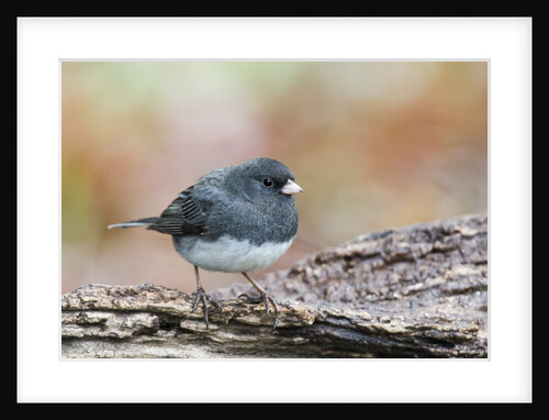 Dark-eyed Junco by Anonymous
