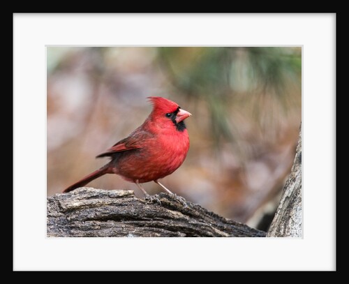 Northern Cardinal by Anonymous