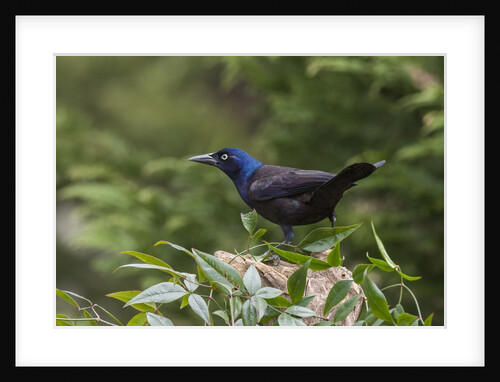 Common Grackle by Anonymous