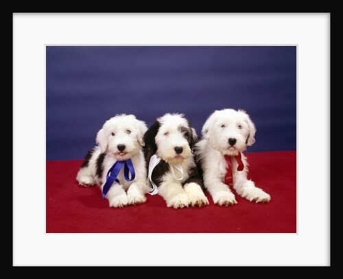 1980s Three Old English Sheep Dog Pups Lying Together Looking At Camera by Anonymous