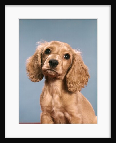 1980s Cute Cocker Spaniel Puppy Looking At Camera by Anonymous