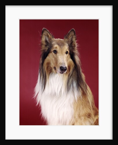 1960s Portrait Of Collie Dog On Red Background by Anonymous
