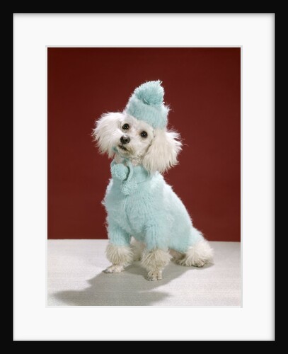 1970s White Poodle Wearing Blue Sweater And Knit Hat by Anonymous