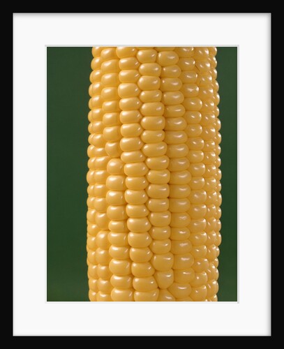 detail Of An Ear Of Yellow Corn On The Cob On Green Background by Anonymous