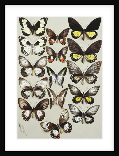 Fifteen Swallowtail butterflies in three columns by Marian Ellis Rowan