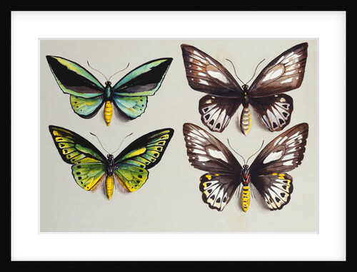 Four Birdwing butterflies in two columns, representing both sexes of the Common Birdwing by Marian Ellis Rowan