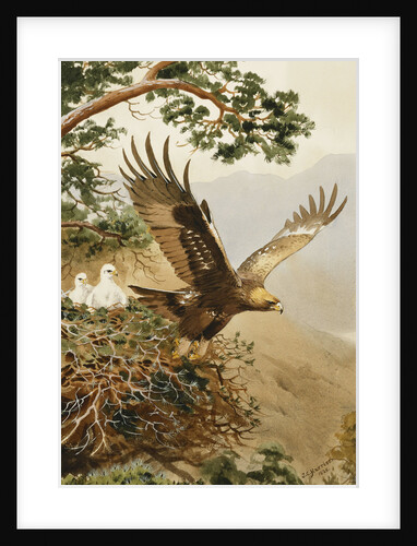 Golden Eagle with Young, Aviemore by John Cyril Harrison