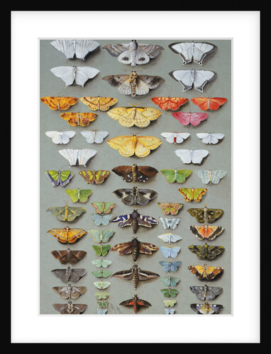 Sixty-three Moths, arranged in three or five irregular columns by Marian Ellis Rowan