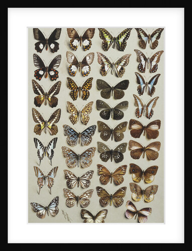 Thirty-three butterflies, in four columns, belonging to the Papilionidae and Danainae families by Marian Ellis Rowan