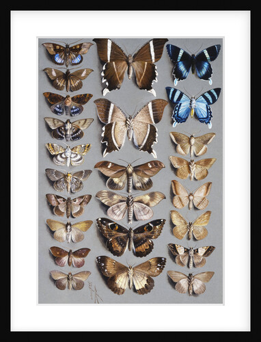 Twenty-four moths, in three columns, mostly belonging to the family Noctuidae by Marian Ellen Rowan