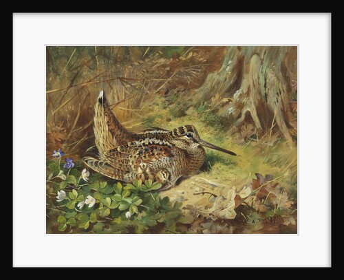 A Woodcock and Chicks by Archibald Thorburn