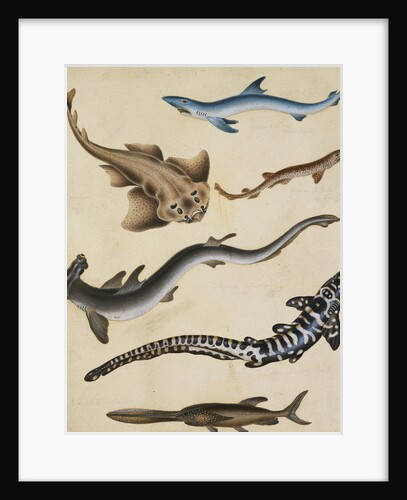 Studies of Fish including Shark, Pikefish, Carp and Gillhead by Sydenham Teast Edwards