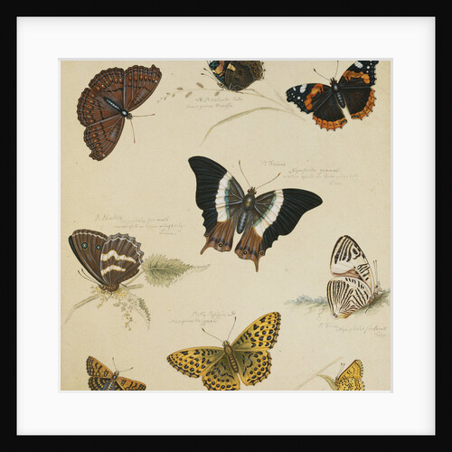 Studies of Butterflies and Insects by Sydenham Teast Edwards