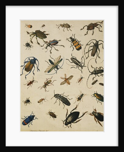 Studies of Insects by Sydenham Teast Edwards