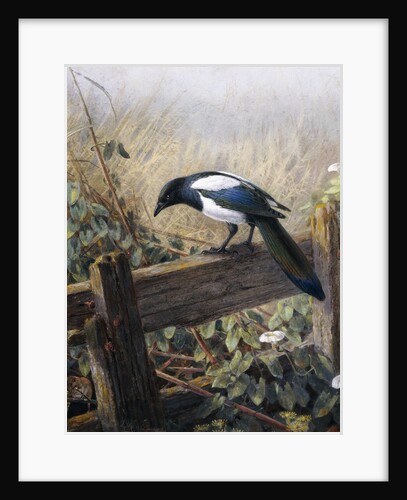 A Magpie Observing Fieldmice by Johan Gerard Keulemans