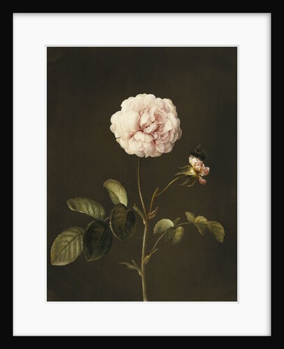 A Gallica Rose with a Bumblebee by Barbara Regina Dietzsch