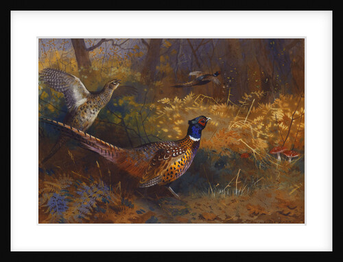 A Cock and Hen Pheasant at the Edge of a Wood by Archibald Thorburn