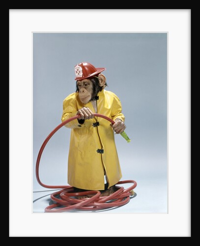 1960s Funny Chimpanzee In Fireman Raincoat And Safety Helmet Holding Red Hose by Anonymous
