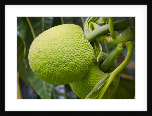 Fresh Green Breadfruit by Anonymous
