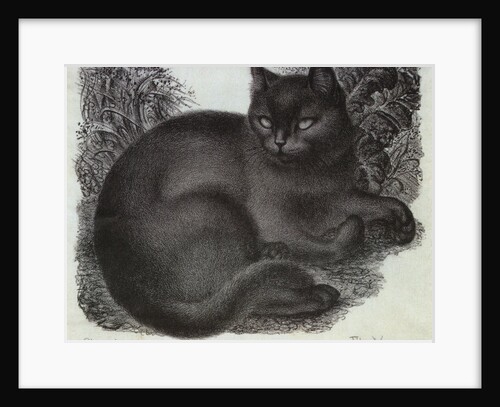 Sleepy Cat by Eileen Mayo