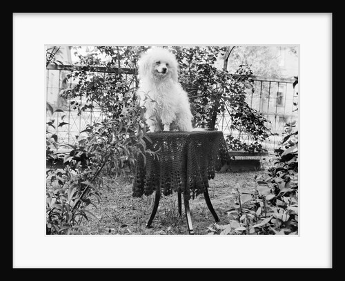 A shaggy looking dog awaits grooming on a table, ca. 1910 by Anonymous