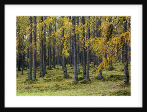 Autumn colors by Anonymous
