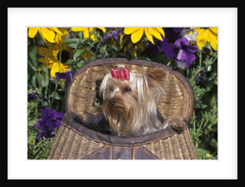 cute Yorkshire Terrier Dog With Red Ribbon In Hair Sitting In Antique Fishing Kreel Woven Wicker Basket by Anonymous