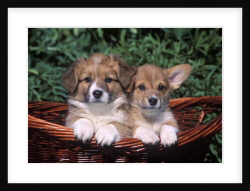 two Welsh Corgi Puppies In Basket by Anonymous