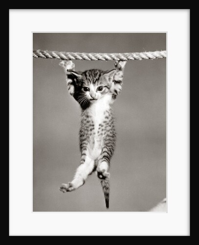 1950s Little Kitten Hanging From Rope Looking At Camera by Anonymous