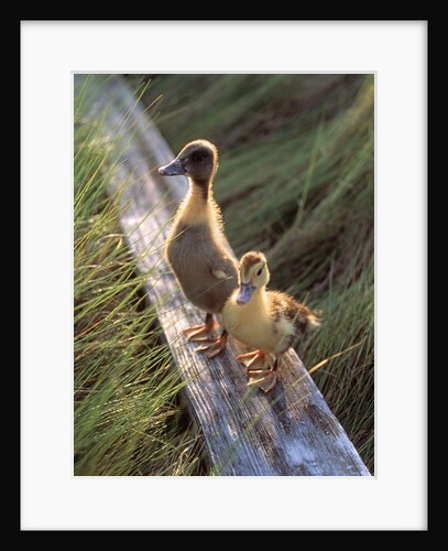 two Ducklings Standing On A Log by Anonymous