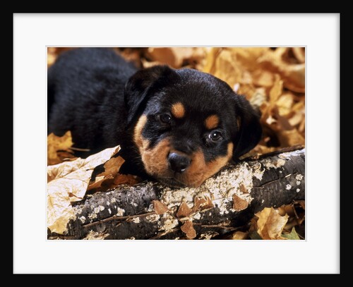 sorrowful Rottweiler Puppy Lying In Autumn Leaves Looking At Camera by Anonymous