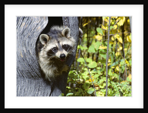 young Raccoon Procyon Lotor Looking At Camera From Hole In Tree Trunk by Anonymous