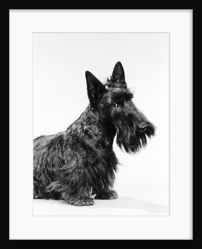 black Scottie Scottish Terrier Dog With Head Slightly Tilted Looking At Camera by Anonymous