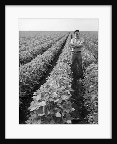 1970s Man Standing With Arms Crossed Among Rows Of Large Soybean Crop Looking At Camera by Anonymous