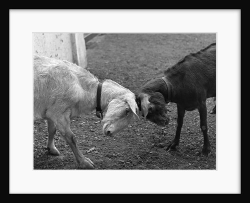 a Black & A White Goat Butting Heads by Anonymous