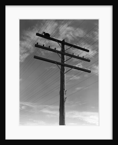 1940s Cat Sitting On A Power Line Telephone Pole Stranded Alone Outdoor by Anonymous