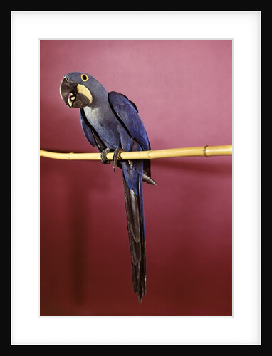 1960s Purple Hyacinthine Macaw On Perch In Philadelphia Zoo by Anonymous