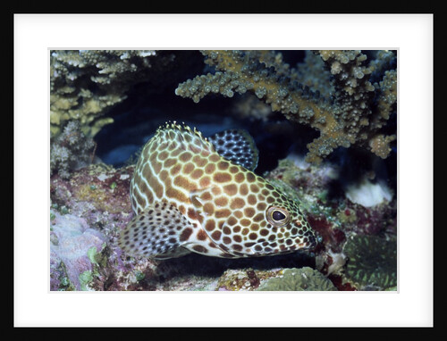 Honeycomb Grouper by Anonymous