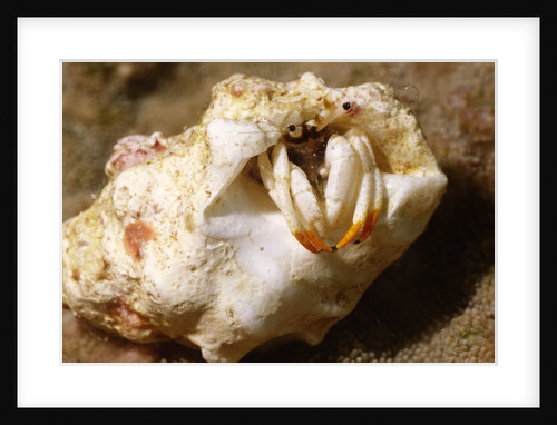 Small White Hermit Crab by Anonymous