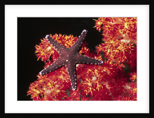 Warty Sea Star on Soft Coral by Anonymous