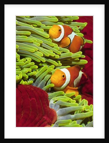 Clown Anemonefish by Anonymous