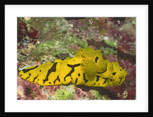 Banana Nudibranch by Anonymous