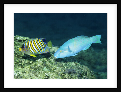 Regal Angelfish and Parrotfish by Anonymous