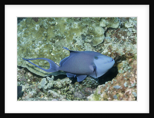 Redtooth Triggerfish by Anonymous