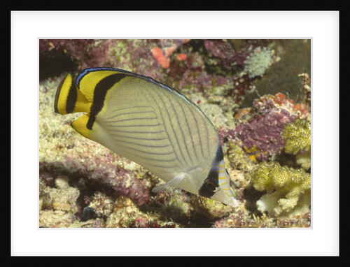 Vagabond Butterfly fish by Anonymous