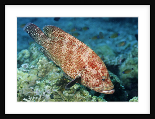 Tomato Grouper by Anonymous
