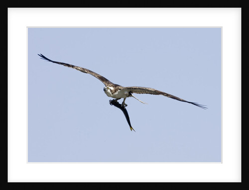 Osprey in flight with fish by Anonymous
