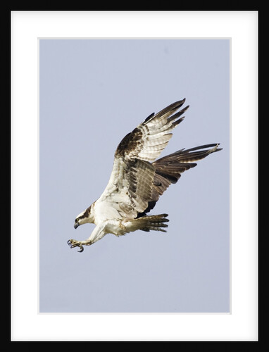 Osprey with extended talons by Anonymous
